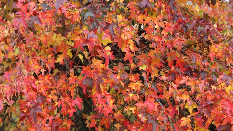 Close up of red leaves of a sweet gum tree