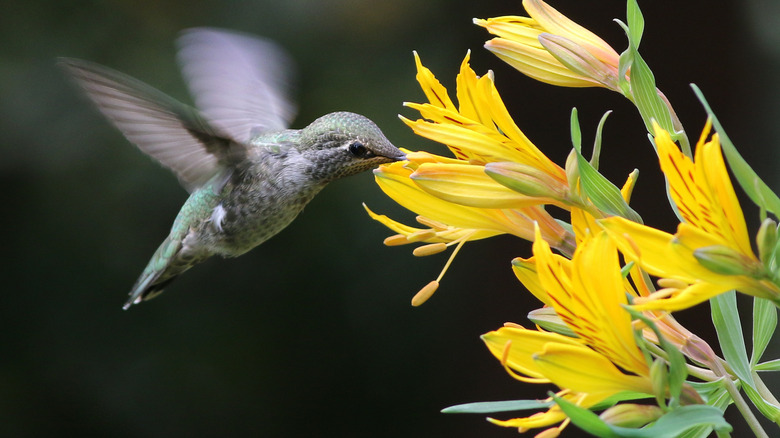 Hummingbird and alstroemeria flowers