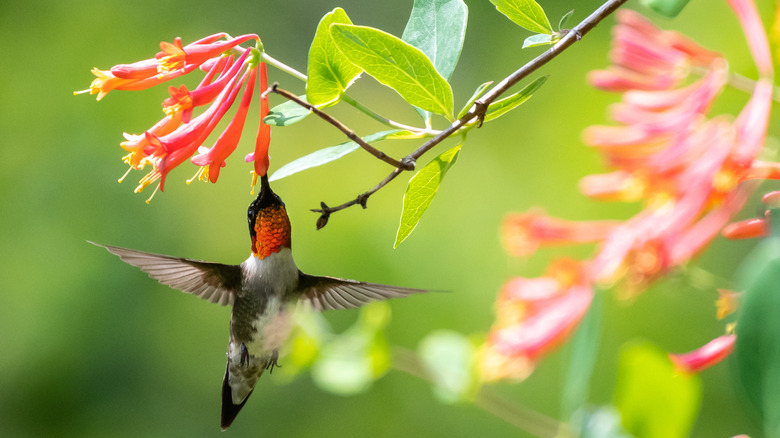 Hummingbird eating from honeysuckle