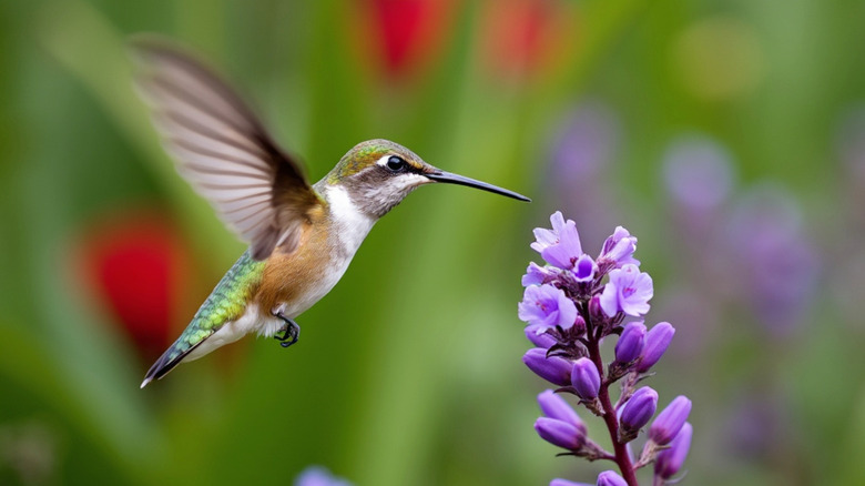 Hummingbird at foxglove flower