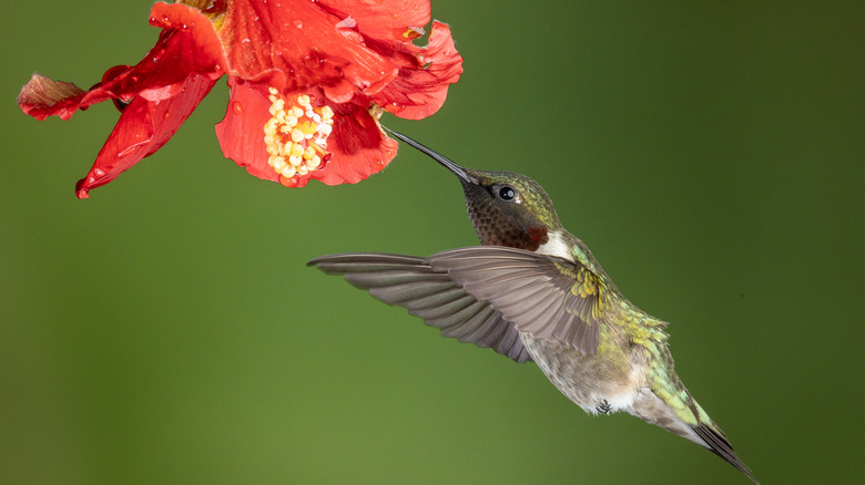 Hummingbird visiting hibiscus flower