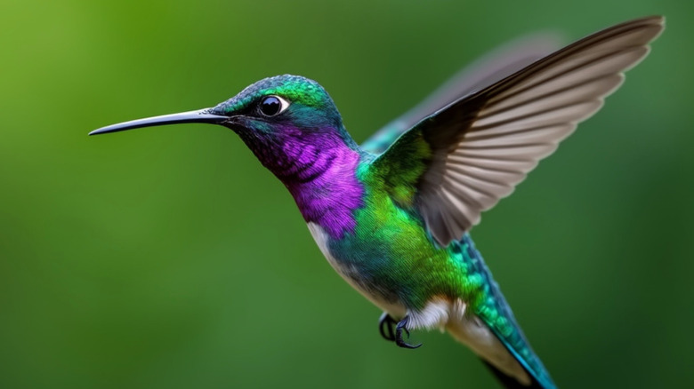 A hummingbird in flight