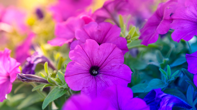 Beautiful petunia pink-purple flowers
