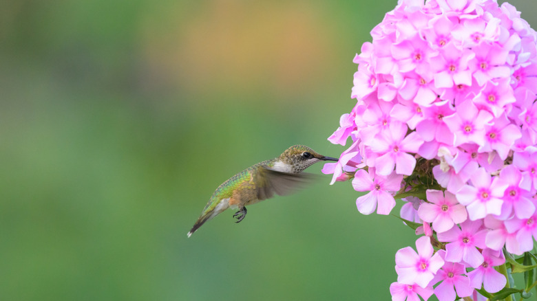 Phlox flowers with hummingbird