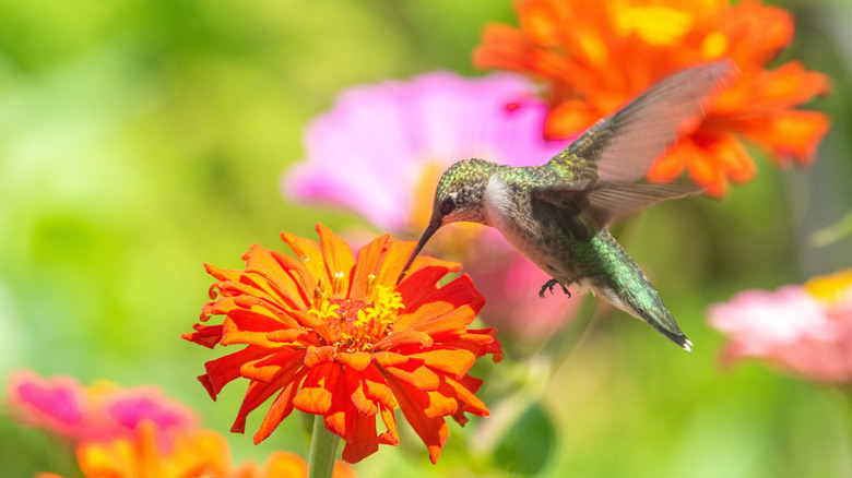 Hummingbird and zinnia flower