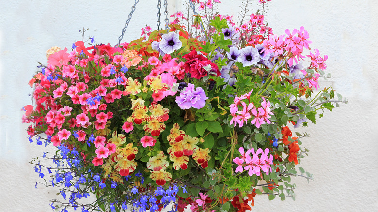 Multi-colored flowers in hanging basket