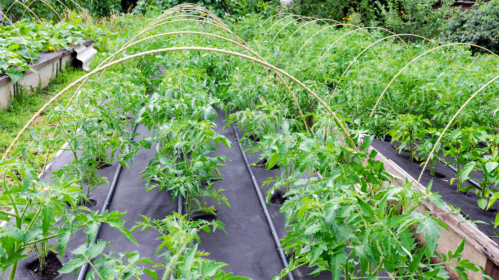 10 Natural DIY Weed Barrier Alternatives To Landscaping Fabric