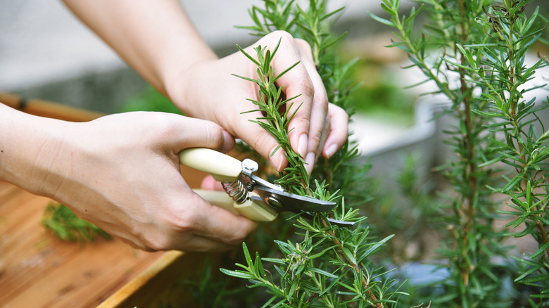 Close up of woman cutting rosemary sprigs