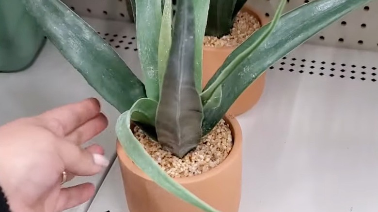 Faux plant from dollar general