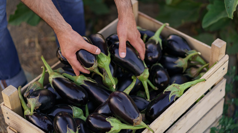 Wooden box of eggplant