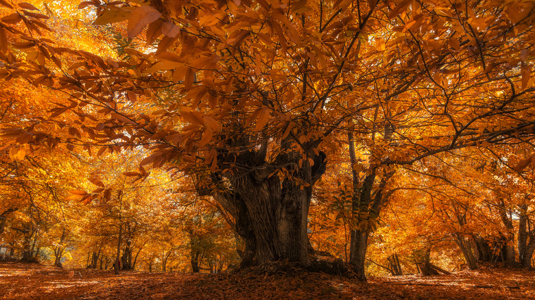 Chestnut tree in fall