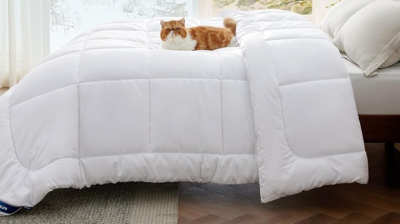 A cat sitting on a white comforter duvet