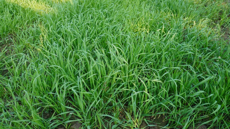 Annual ryegrass growing long