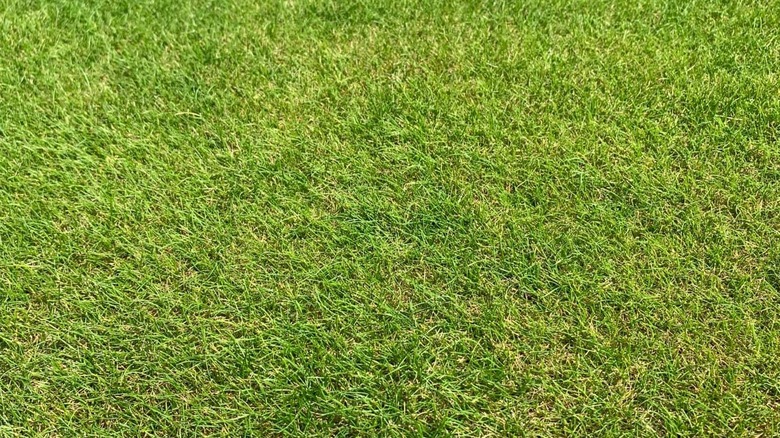 Chewings fescue grass cut short