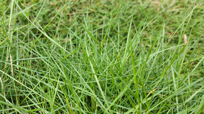Close up of bentgrass
