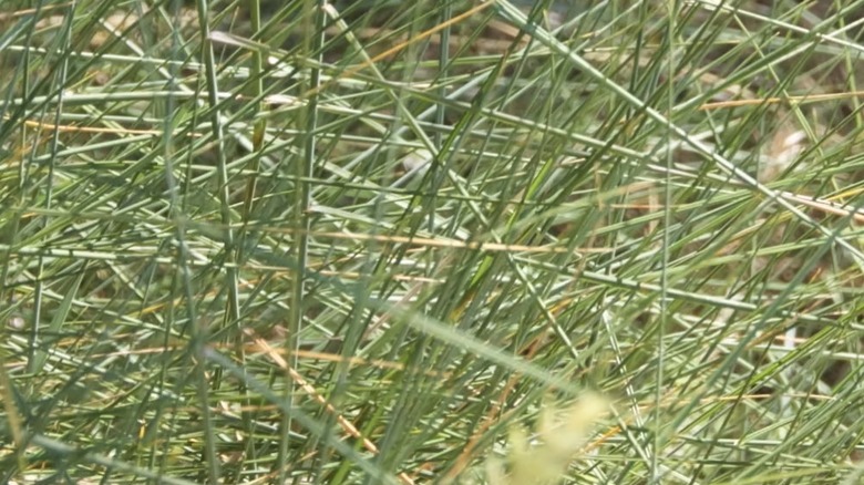 Hard fescue grass growing