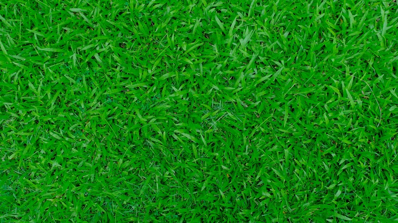 A lawn of kentucky bluegrass