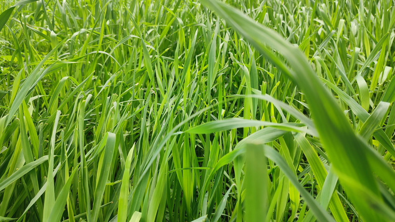 Perennial ryegrass left to grow long