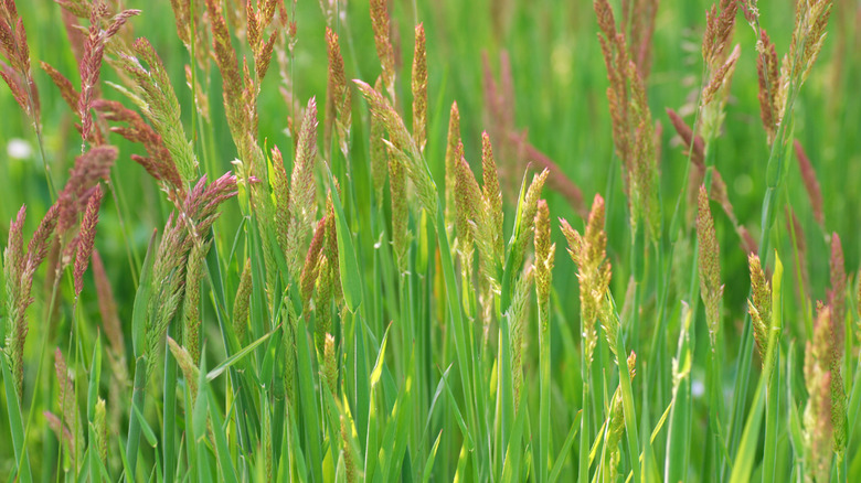 Red fescue left to grow