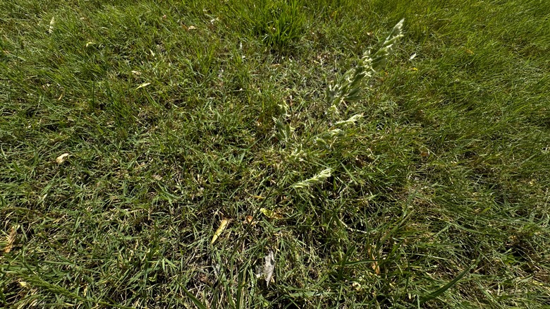 Sheep fescue lawn