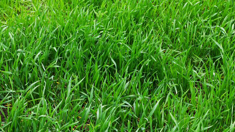 Green tall fescue grass up close