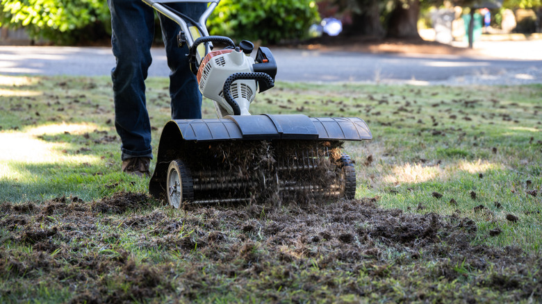 Gardener dethatching the lawn