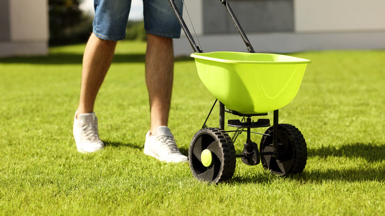 Person pushing a lawn fertilizer spreading/seeder over a residential lawn.