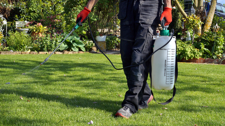 Applying treatment to the lawn
