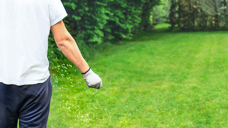 Fertilizing lawn by hand