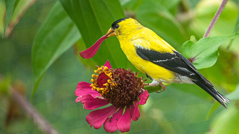 Closeup of an American goldfinch perched on a tree branch eating a flower petal