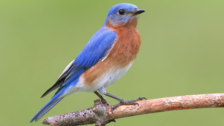 Closeup of an Eastern bluebird