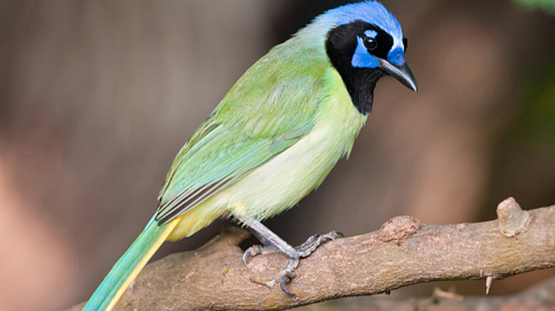 Closeup of a green jay perched on a tree branch