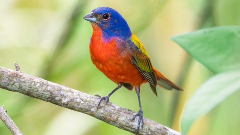 Closeup of a colorful painted bunting standing on a tree branch