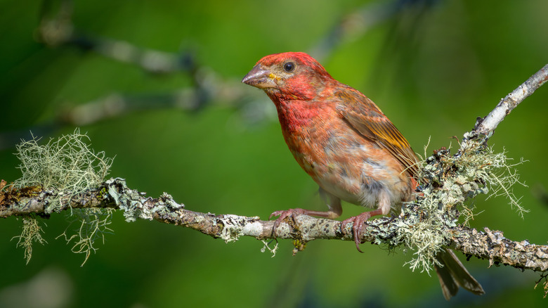 Closeup of a purple finch perched on a tree branch