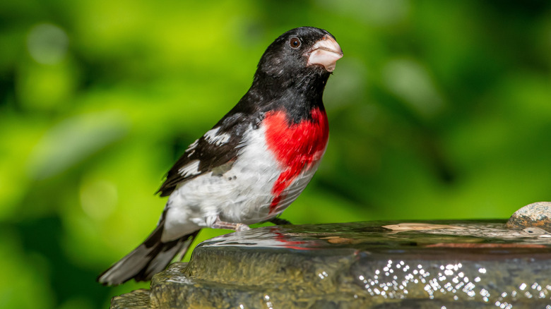 Closeup of a rose-breasted Grosbeak sitting on a fountain