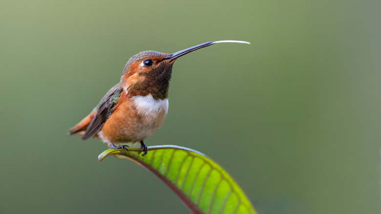 Closeup of a male rufous hummingbird with his tongue sticking out
