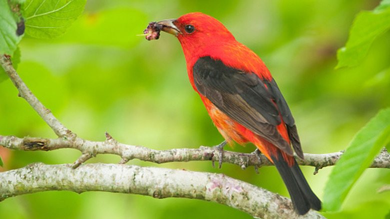 Closeup of a scarlet tanager perched on a tree branch eating a berry