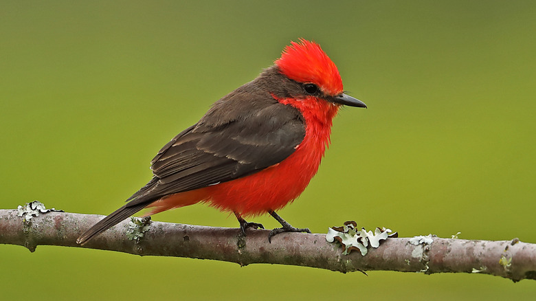 Closeup of a vermilion flycatcher perched on a tree branch
