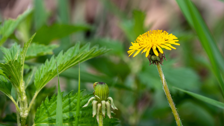 A tall dandelion in some grass
