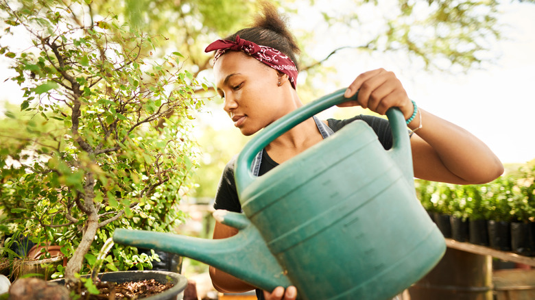 A woman wearing a red bandana around her head waters a potted shrub with a green plastic watering can.