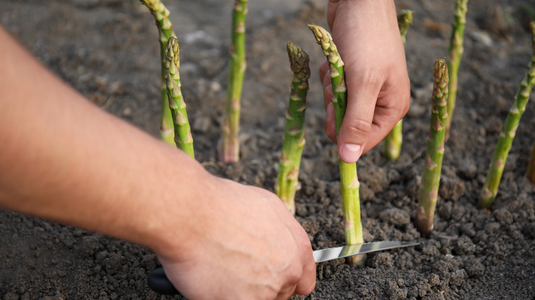A person uses a small knife to cut through an asparagus spear growing in a garden bed.