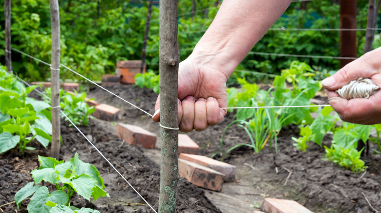A person tying string around a small branch being used as a fence