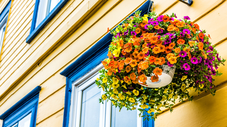 Hanging pot of colorful flowers