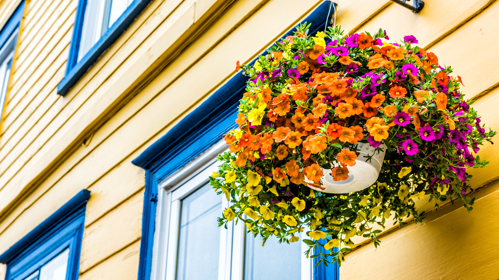 10 Orange Flowers Perfect For Hanging Baskets