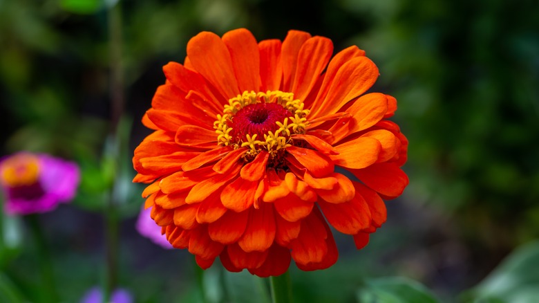 10 Orange Flowers Perfect For Hanging Baskets