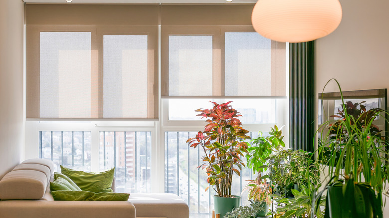 Living room with roller shades and plant decor