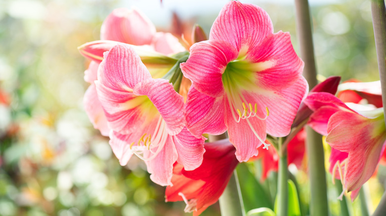 Amaryllis flowers blooming in a garden