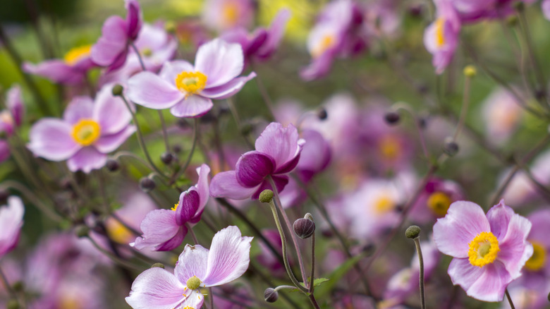 Anemone hupehensis. Commonly known as the Chinese anemone or Japanese anemone, thimbleweed, or windflower