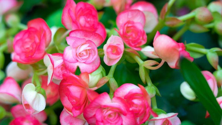 Numerous bright flowers of tuberous begonias (Begonia tuberhybrida) in garden.
