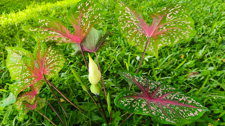 Caladium plant with bicolor leaves and flowers starting to emerge from the middle